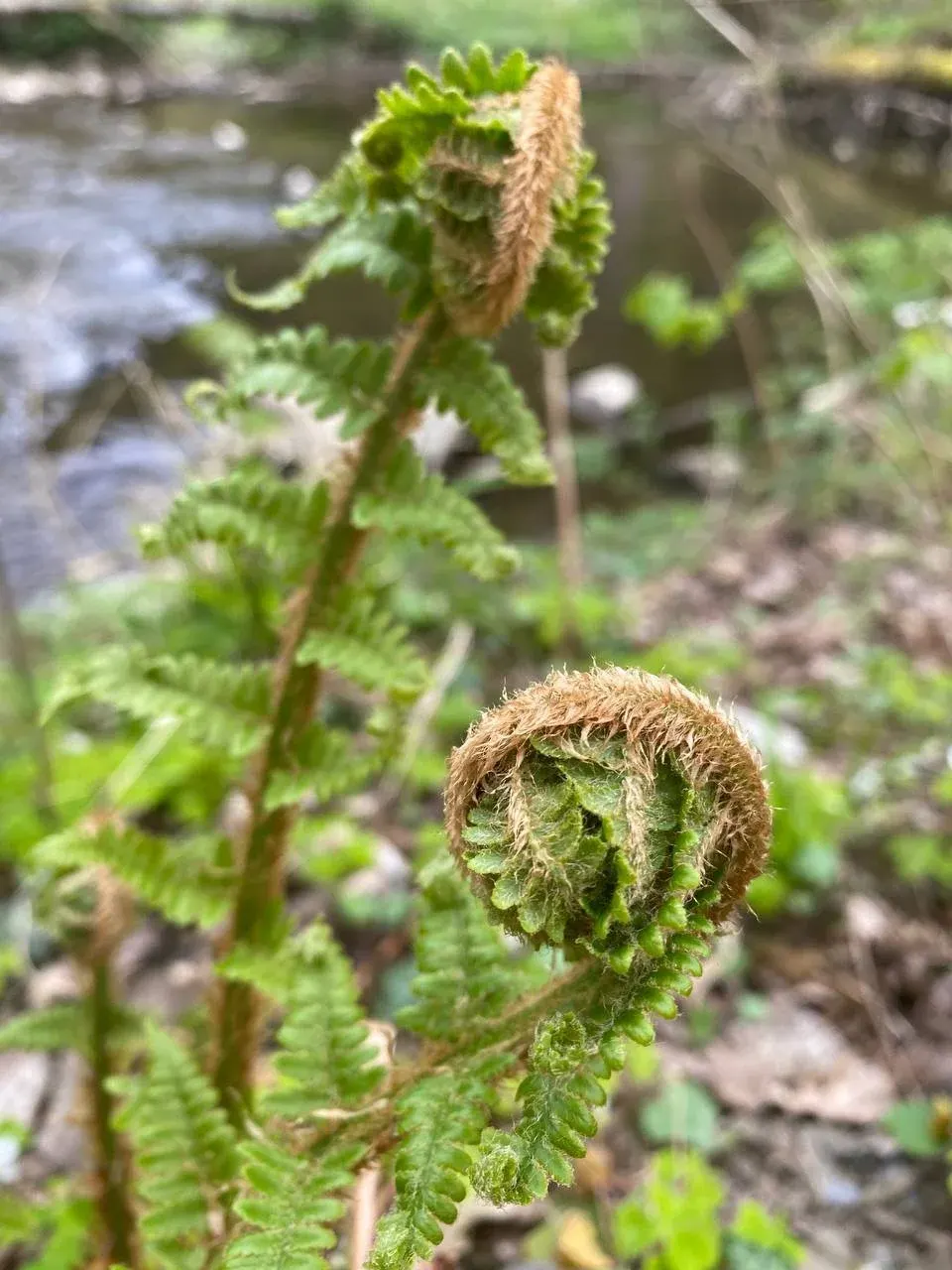 A young fern frond unfurling beside a quiet woodland stream