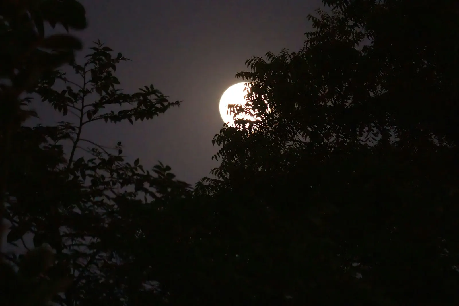 A full moon glowing through silhouetted tree branches in a quiet night sky